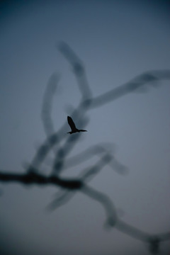 孤独的飞鸟