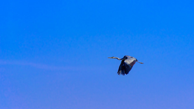 蓝天上飞翔的苍鹭