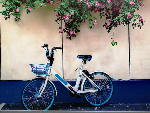 蔷薇花与共享单车