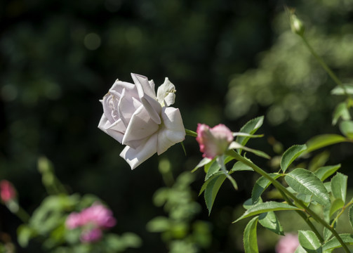 白色月季花