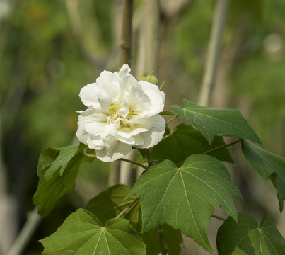 芙蓉花