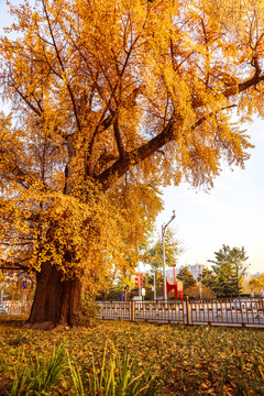 千年银杏树