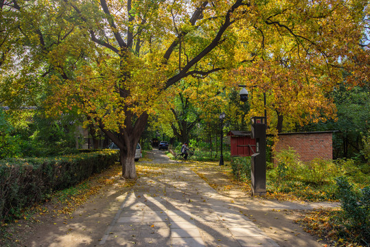 北京大学燕南园秋色林荫道枫叶