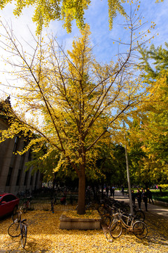 北京大学校园秋色银杏树林荫道