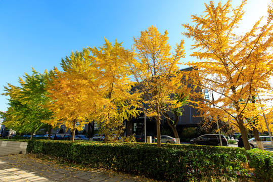 北京大学校园秋色金黄银杏树叶