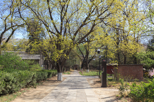 北京大学燕南园春色枫树林荫道