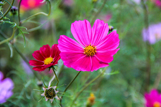 格桑花