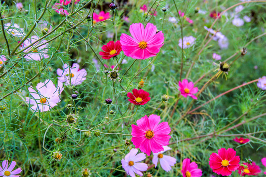 格桑花