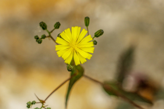 黄花蒲公英