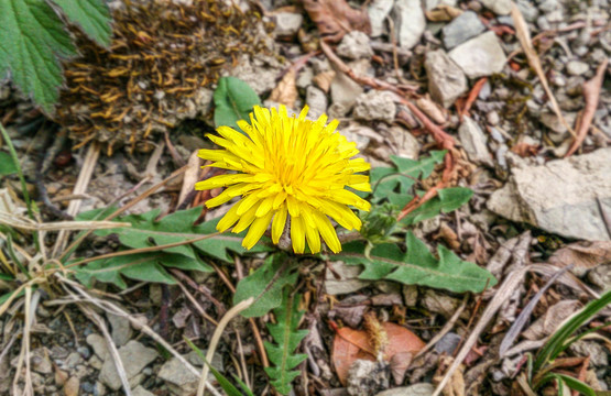 黄花蒲公英