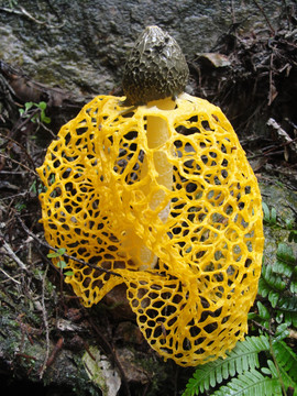 黄裙小蘑菇