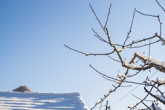 冬天挂雪树枝