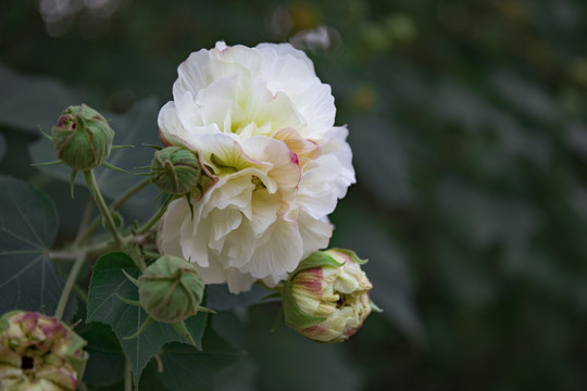 芙蓉花