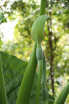 大野芋