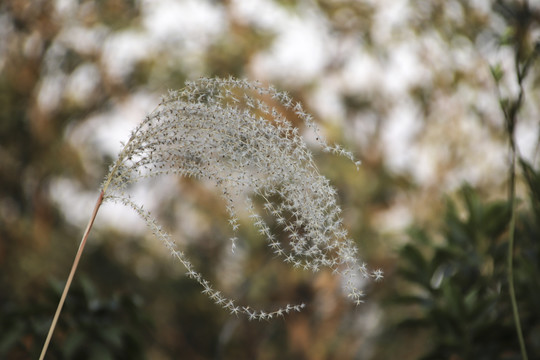 芭葇