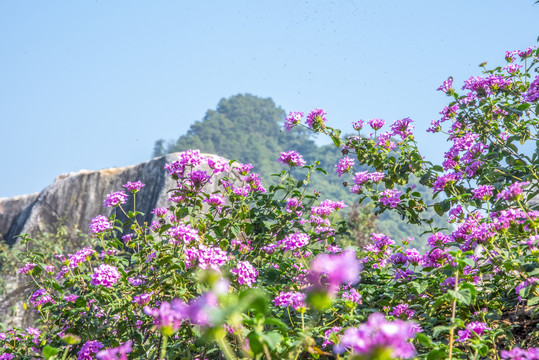 马缨丹花盛开