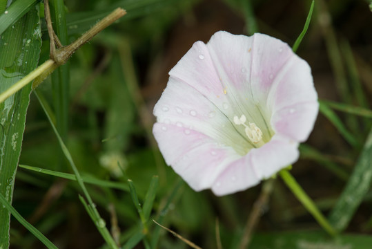 牽牛花
