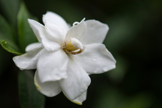 栀子花