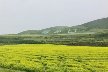 甘肃民乐扁都口油菜花海