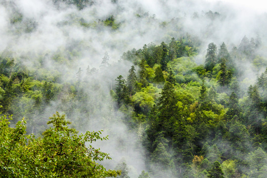 雾气森林