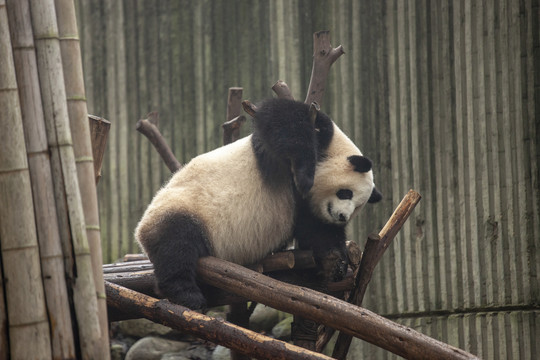 大熊猫的睡姿