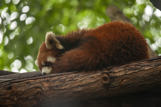 小浣熊小熊猫