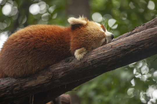 小熊猫小浣熊