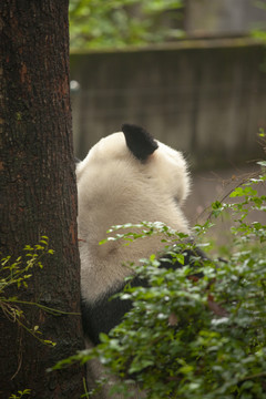 大熊猫背景