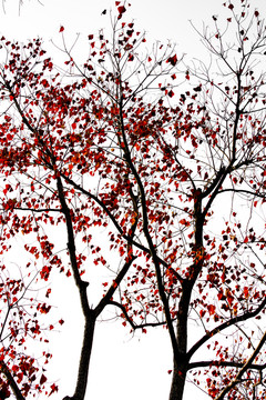 秋天枫叶红叶树