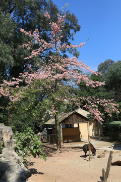 异木棉花