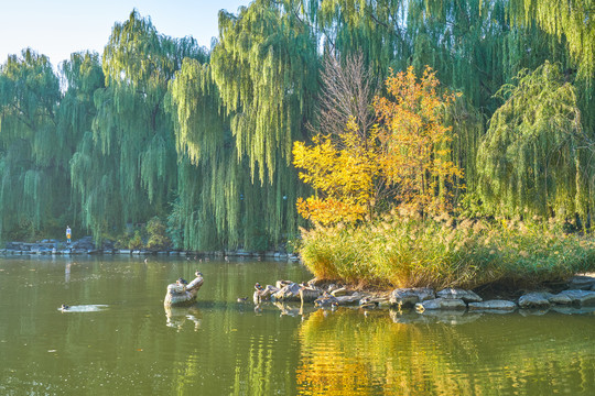 北京大学未名湖高清