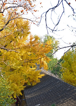 北京大觉寺