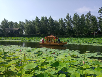 荷花乌篷船