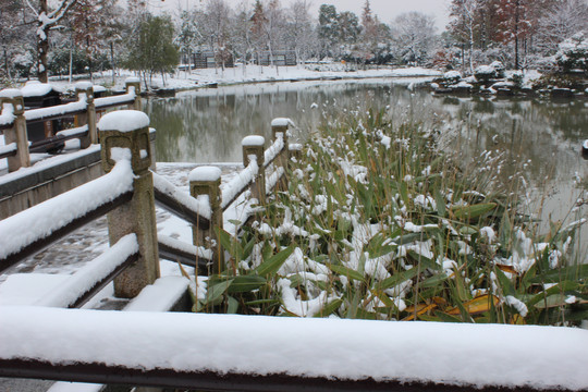 雪景植物