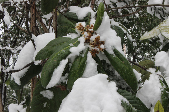 雪中小花