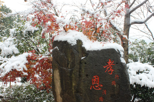 雪中小花