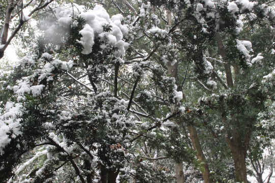 雪景