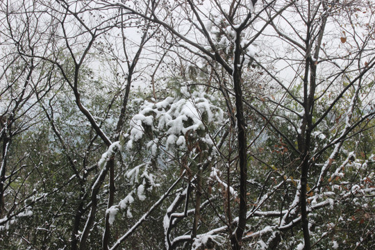 雪景树