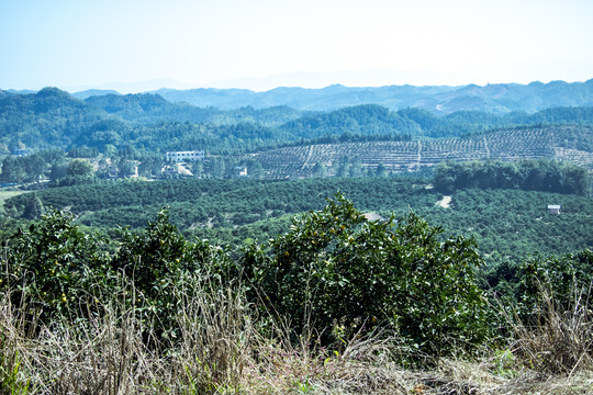 永兴冰糖橙