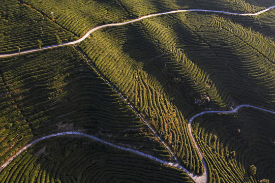 茶山