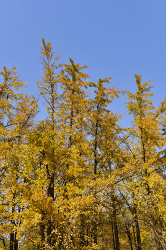 秋天的银杏树林