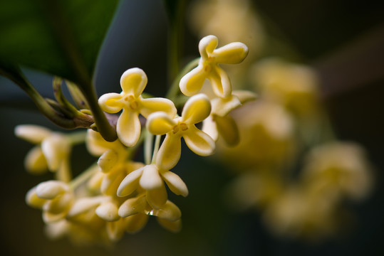 桂花