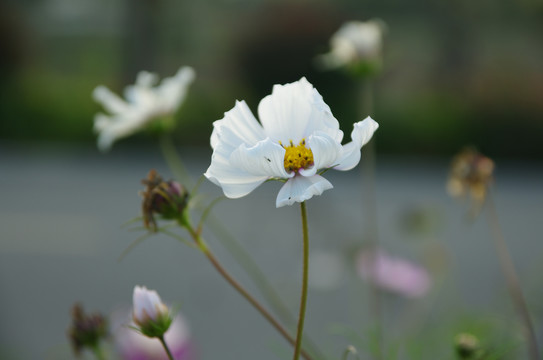 格桑花