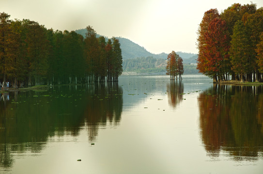 水杉林