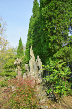 假山松树