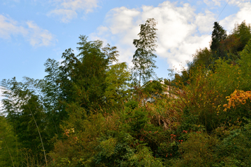 竹林风景