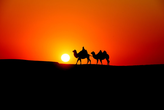日出骆驼剪影