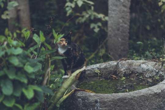 小花猫