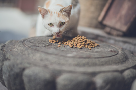 小花猫