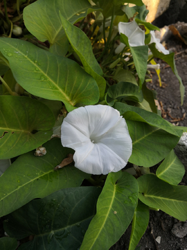 空心菜花